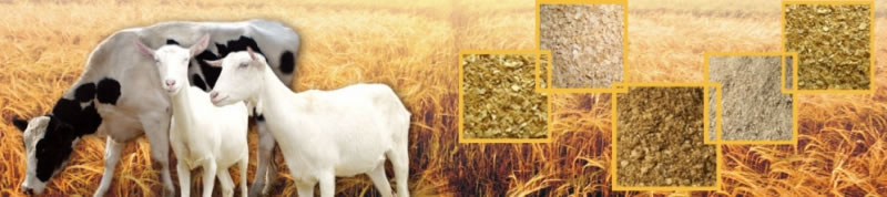 Premix Feed | Animal Feed Equipment Supplier | LoChamp